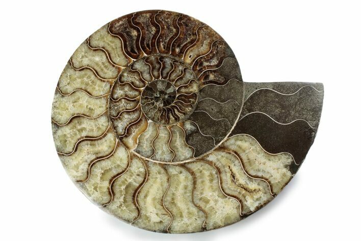 Cut & Polished Ammonite Fossil (Half) - Madagascar #362384
